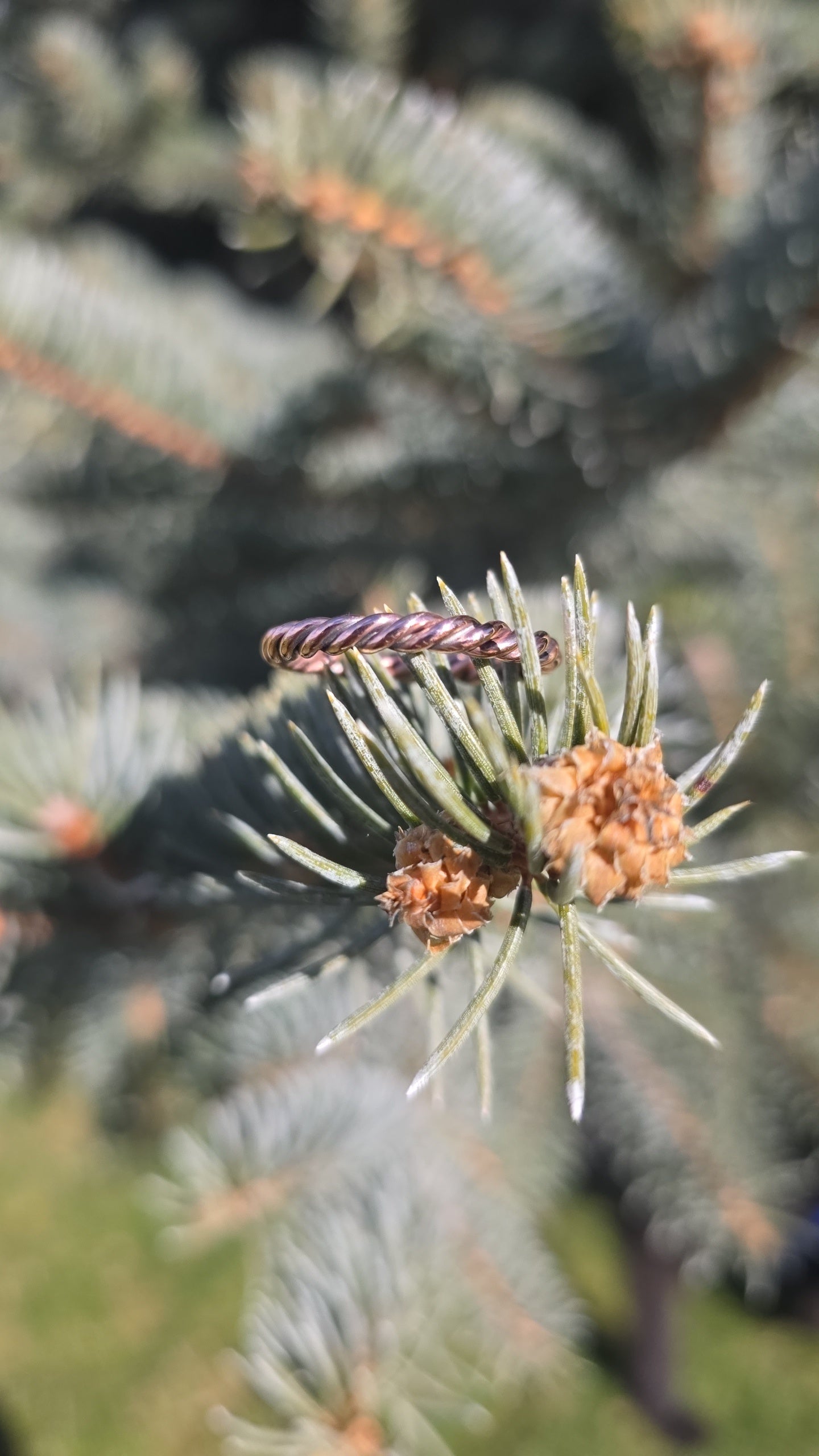 Sunwarmed Twist Band